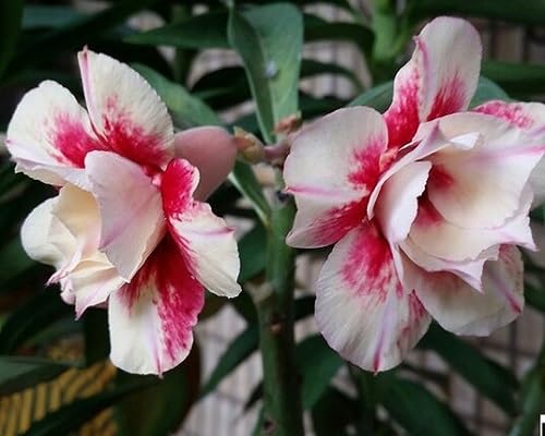 Pink White Adenium obesum Flower Seeds