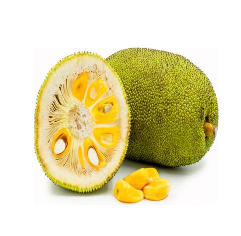 Green Jackfruit fruit seeds for organic garden planting