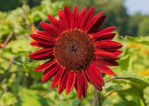 Red Sunflower Seeds