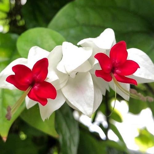 Red White Clerodendrum thomsoniae Flower Seeds