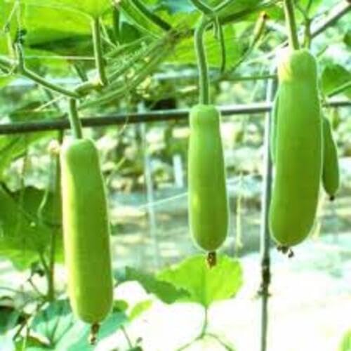 Green Bottlegourd ,green vegetable seeds - Heirloom, Organic, Non Gmo Garden Seeds for kitchen garden planting