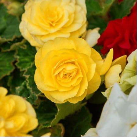 Yellow Double Begonia Flower Seeds