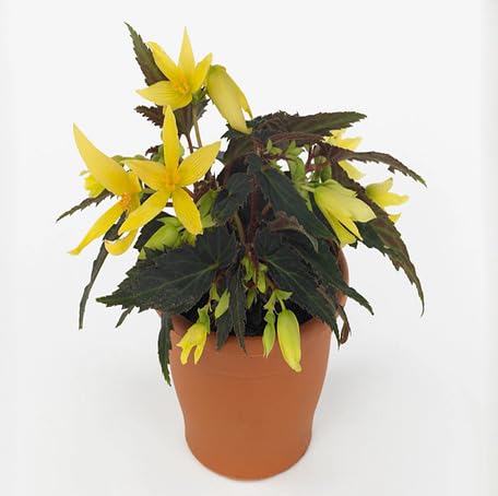 Yellow Begonia Boliviensis Flower Seeds