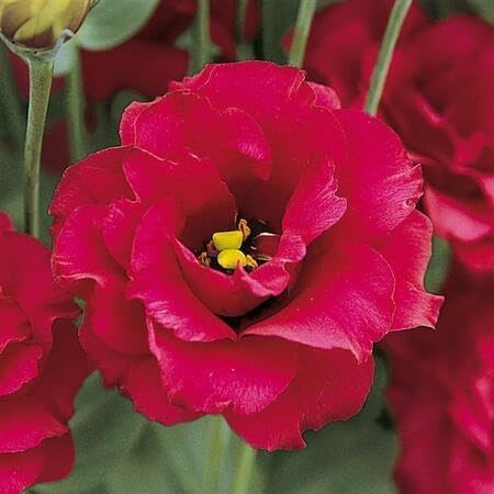 Red Lisianthus Flower Seeds