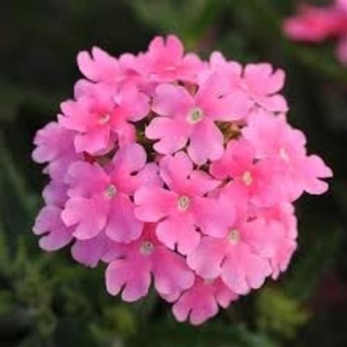 Pink Verbena Flower Seeds