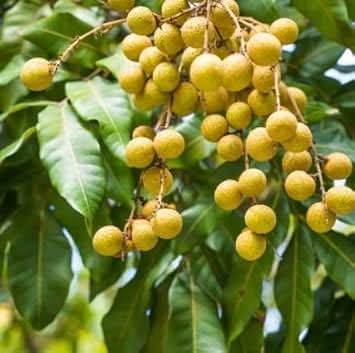 Dimocarpus Fruit Tropical Trees With Delicious Harvests Fruit Seeds