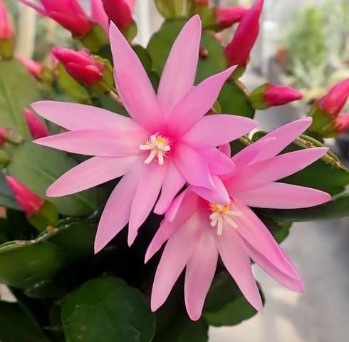 Pink Rhipsalidopsis Flower Seeds