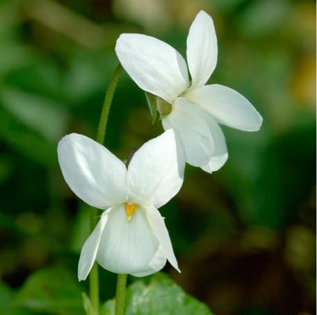 White Viola Odorata Flower Seeds