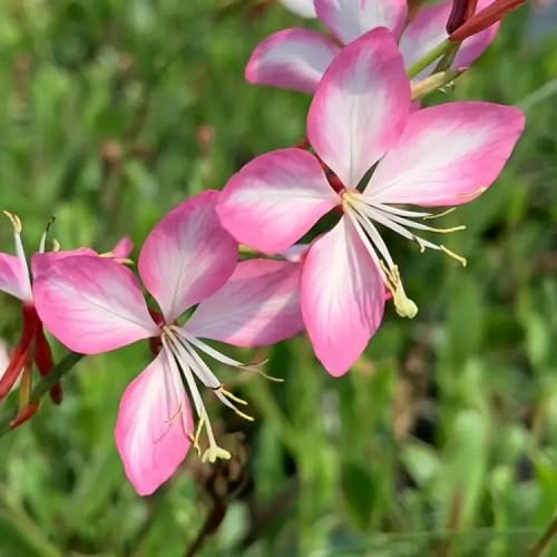 Mixed Gaura Lindheimeri Flower Seeds