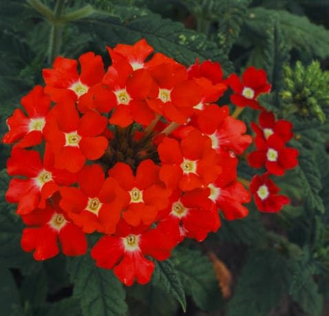 Red Verbena Flower Seeds