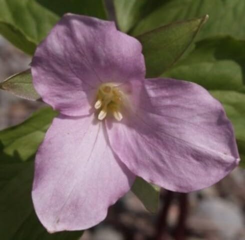 Pink Trillium grandiflorum Flower Seeds
