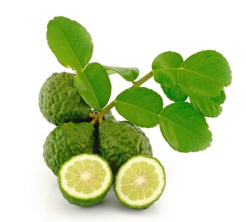 Kaffir Lime Fruit fruit seeds for organic garden planting