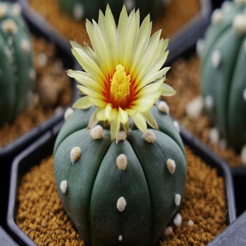 Astrophytum Asterias Flower Seeds