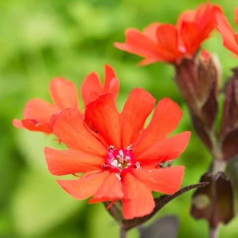 Orange Lychnis Flower Seeds