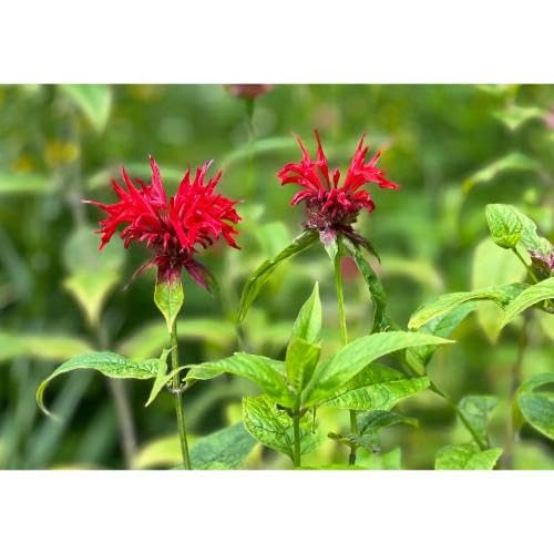 Red Beebal Flower Seeds