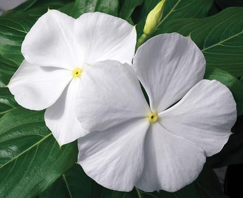 White Periwinkle Flower Seeds