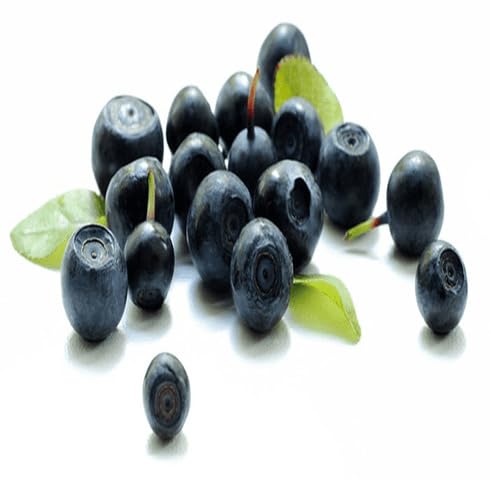 Black Myrtillus Fruit Seeds organic garden seeds