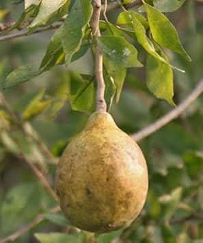 brown aegle marmelos fruit for planting unique Fruit seeds