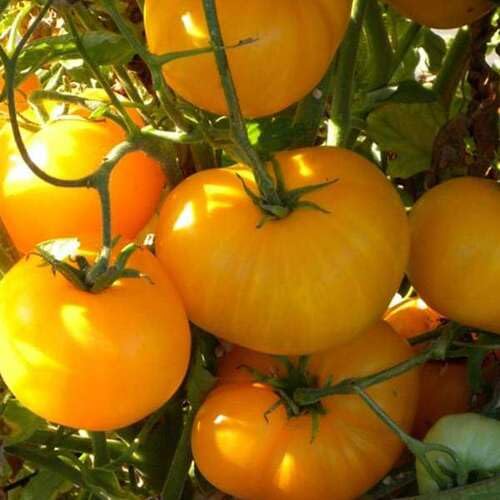 Yellow Tomato vegetable seeds for Home Gardening, Natural Farm Fresh Gardening Choice for kitchen garden planting