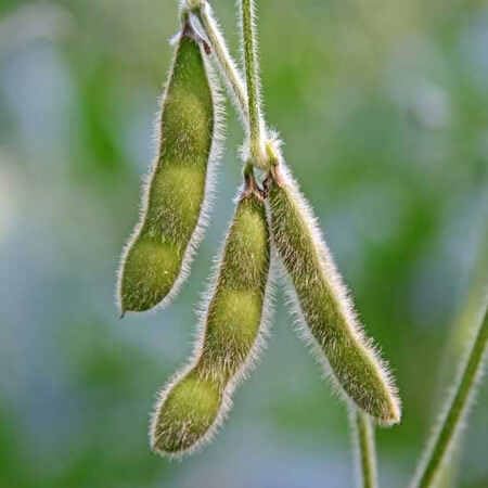 Edamame vegetable seeds for Home Gardening, Organic Raised Bed Garden Favorite Premium for kitchen garden planting