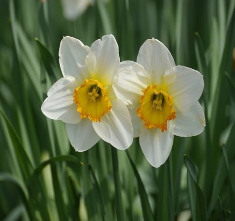 Daffodils Flower Seeds
