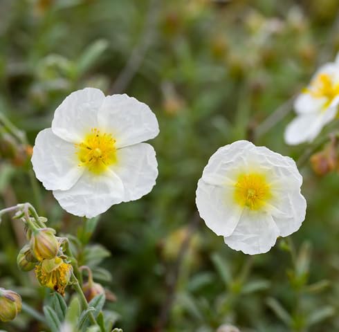 White Helianthemum Flower Seeds