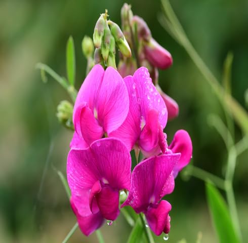 pink lathyrus flower seeds