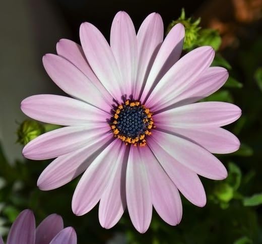 Pink Chamomile Flower Seeds