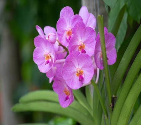 pink orchid flower seeds