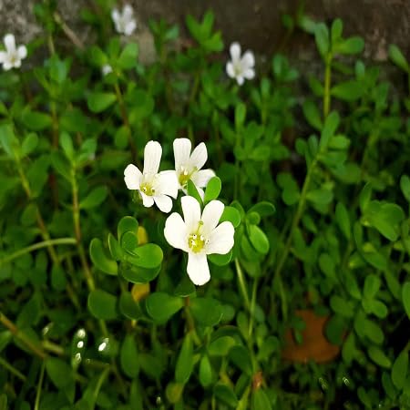 Bacopa Flower Seeds