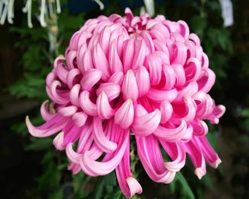 Pink Chrysanthemum Flowers Seed.