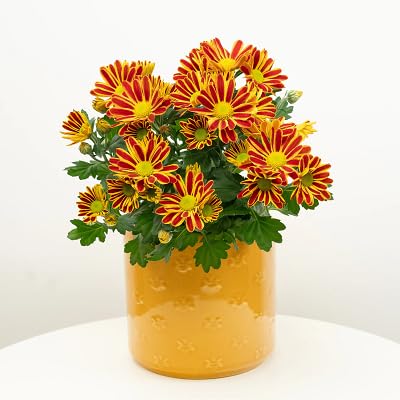 Yellow Orange Chrysanthemum Flower Seeds
