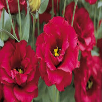 Red Lisianthus Flower Seeds