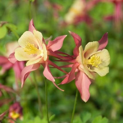 Pink Yellow Aquilegia Flower Seeds