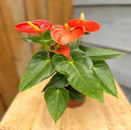 Orange Anthurium Flower Seeds