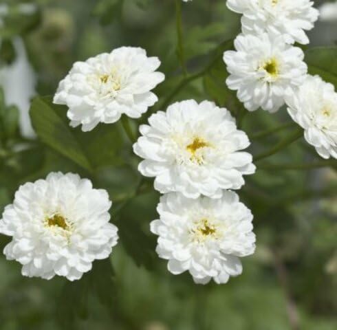White Double Achillea Flower Seeds