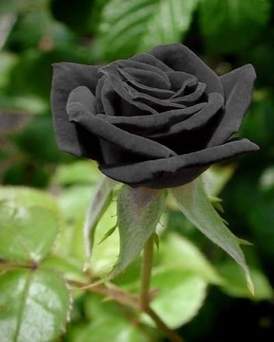 Black Climbing Rose Flowers Seeds