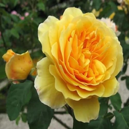 Yellow Rose Flower Seeds