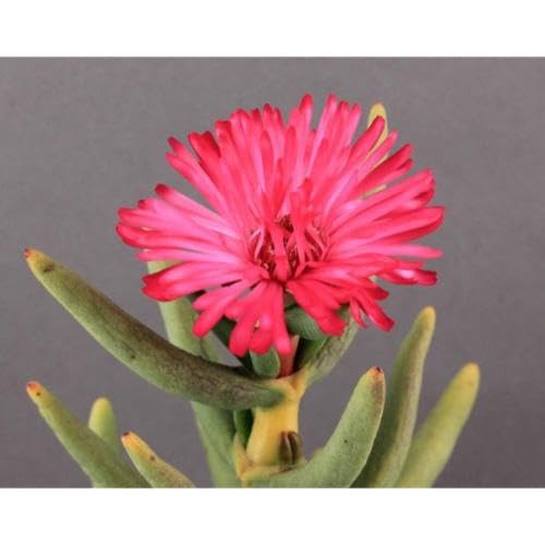 Pink Namaquanthus Flower Seeds