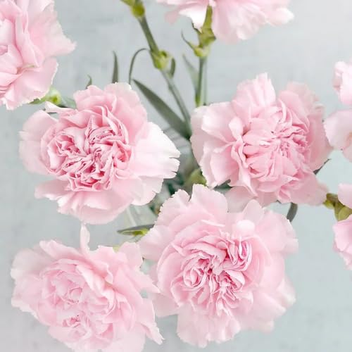 Pink Pale Carnation Flower Seeds