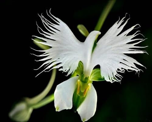White Radiata Flower Seeds