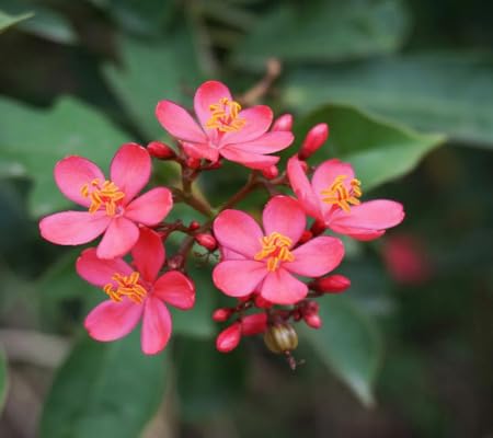 jatropha Flower Seeds