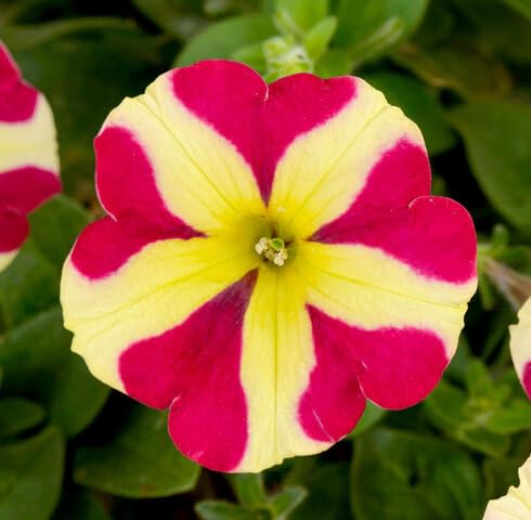 Red Yellow Petunia Flower Seeds