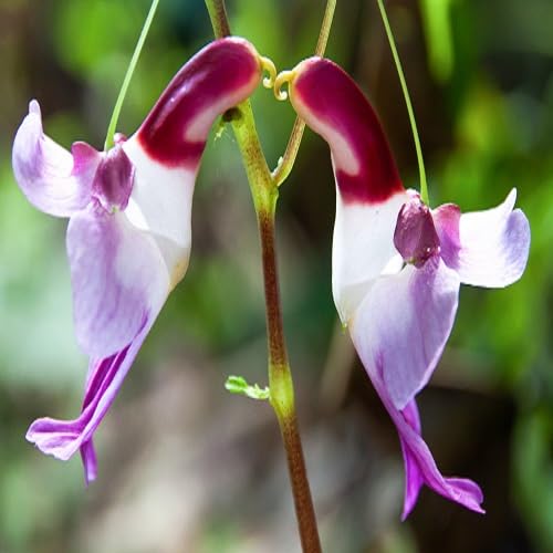 Pink Impatiens psittacina Flower Seeds