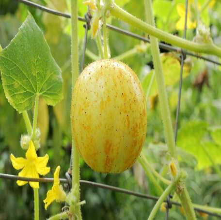 Yellow Lemon Cucumber Fruit Seeds vegetable seeds - Heirloom, Organic, Non Gmo Garden Seeds for kitchen garden planting