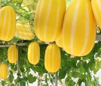 Musk Melon Yellow White Fruit Seeds