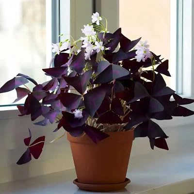Purple Oxalis versicolor Flower Seeds