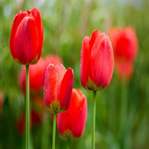 Red Tulip Flower Seeds