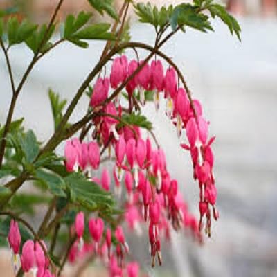 Red Dicentra Flower Seeds
