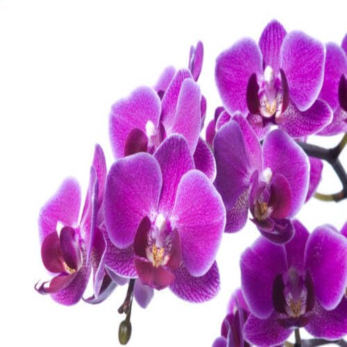 Purple Orchid Flower Seeds
